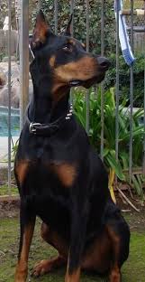 Black And Tan Doberman Puppies A Black And Tan Doberman Pinscher Dog With Croped Ears That Stand Up To A Point Sitting On T Doberman Pinscher Dog Doberman Pinscher Puppy Doberman Puppy Black