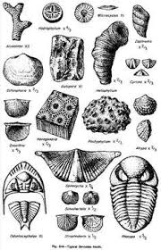 Image Result For Identify Lake Erie Fossils Preschool