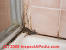 Toxic Black Mold In Bathroom Ceiling