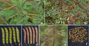 Image result for Tephrosia purpurea