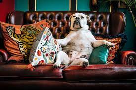 Das Hundesofa 5 Tipps Und Empfehlungen
