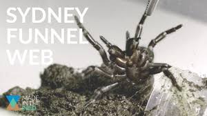 The sydney funnel web spider (atrax robustus) is widely regarded as the most dangerous spider in australia, if not the world. The Most Dangerous Spider On The Planet Ft Sydney Funnel Web Spider Youtube