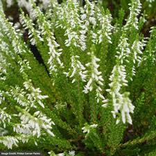 Image result for Calluna vulgaris