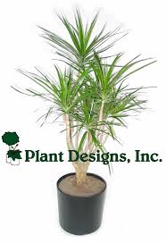 Gallery For Indoor Tree Plants Indoor Tree Plants Plants Trees To Plant