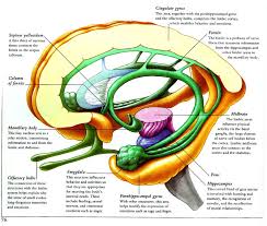 Limbic Structures Brain Anatomy Limbic System Human Anatomy And Physiology