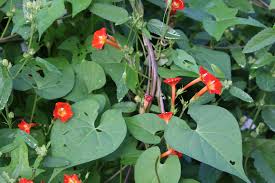 Image result for Ipomoea marginata