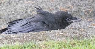 Fledgling Alert The Urban Nature Enthusiast