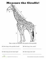 Measure Length Giraffe Worksheet Education Com Math Measurement Second Grade Math Measurement Worksheets