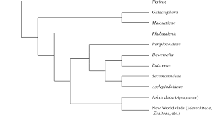 Image result for Dewevrella cochliostema
