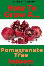 Choose a soil that drains well. How To Easily Grow A Dwarf Pomegranate Tree Indoors In 2021 Growing Fruit Pomegranate Growing Indoors