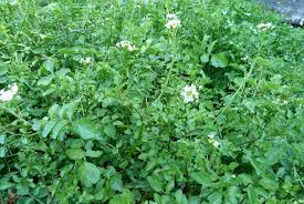 Image result for Nasturtium microphyllum