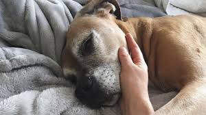 A dog with a single primary lung tumor that has not spread to the lymph nodes has the longest average survival time (an average of 12 months); How To Handle Your Pet S Final Days With Care