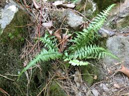 Image result for Asplenium inaequilaterale