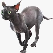 Sphynx Cat 3d Model In 2020 Cats Sphynx Cat Animals