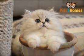 loving chinchilla persian kitten london north london pets4homes cute cats and dogs cute cats and kittens pretty cats