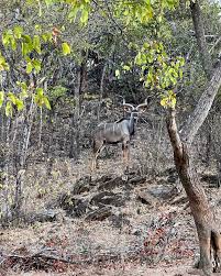 Image result for Xanthocercis zambesiaca