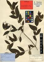 Image result for Secamone africana