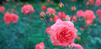 Bí quyết giữ hoa hồng tươi lâu - Hội chị em yêu hoa nên biết