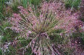 Image result for Monocymbium