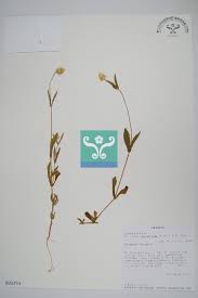 Image result for Pandiaka rubrolutea