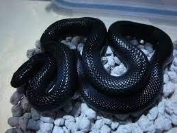 Mexican Black King Snake By Cotttton1992 King Cobra Snake Pet Snake Snake
