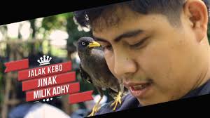 Maybe you would like to learn more about one of these? Lucu Dan Menggemaskan Jalak Kebo Jinak Milik Adhy Video Media Ronggolawe
