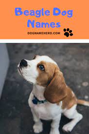 200 of the best beagle names for your lovable hound. Beagle Names 100 Names For Beagle Puppy Dog Name Hero Beagle Names Dog Names Beagle Dog Facts