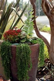 Large Pots Planted With Succulents Including Kalanchoe Luciae And Senecio Radicans Planting Flowers Garden Inspiration Plants