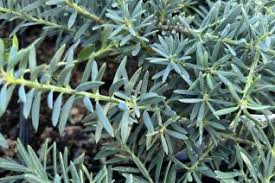 Image result for Podocarpaceae