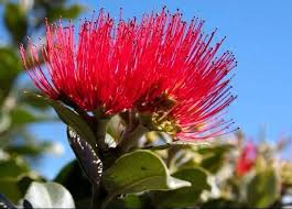 Pohutakawa Flowers From New Zealand Flying Flowers Trees To Plant Flowers