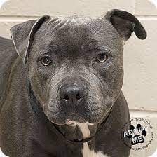 Pitbull puppies for adoption in ohio. Pin On Animals Saved