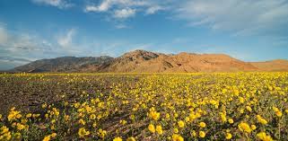 Maybe you would like to learn more about one of these? Wildflower Seasons Death Valley National Park U S National Park Service