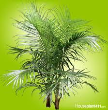As the forest depth is packed with high temperature, dampness, and sogginess, so all those plants that grow there under big plants are epiphytes, love humidity, and high temperatures. Majesty Palm How To Grow Care Guide Houseplant411 Com
