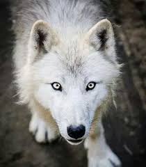 Beautiful Black And Brown Wolf Twinkle Is A Beautiful Fluffy White And Tan She Wolf With Silver Eyes She Is Cared For By Many Male Wolves Have Crushes Wolf Eyes Wolf Dog Beautiful Wolves