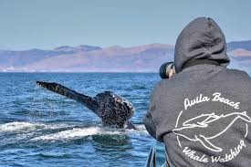 Two women were enjoying the day among a group of humpback whales feeding in avila beach, california. Whale Watching In California Avila Beach Pismo Beach And San Luis Obispo Area California S Best Whale Watching And Boat Tours San Luis Obispo Pismo Beach Avila Beach