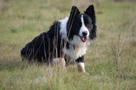 Because we know you probably cannot get enough of them, here are a few more examples of dog names that mean loyal. Dog Names That Mean Loyal Male And Female