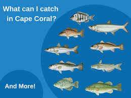 This simple rig will work, but you should check the condition. Fishing In Cape Coral All You Need To Know