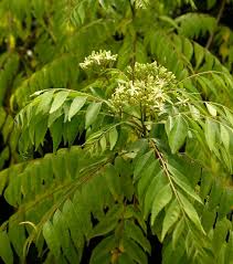 This plant is a little difficult to grow in cooler weather so this technique of propagating will ensure you will always have a supply in your kitchen! How To Grow Curry Leaf Tree
