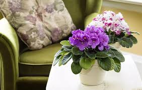 Maybe you would like to learn more about one of these? 9 Tiny Houseplants Prove That Bigger Isn T Better Indoor Flowers African Violets Plants