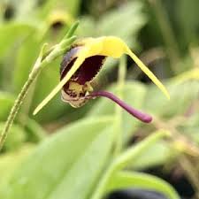 Image result for Polystachya virginea