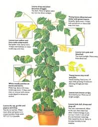 Image result for Rhoicissus rhomboidea