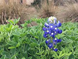 We claim each as our state flower. 2020 Wildflower Season Another Early Year For Central Texas Lady Bird Johnson Wildflower Center