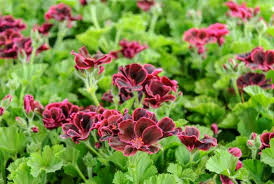 Image result for Pelargonium