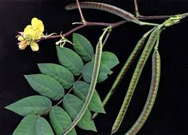 Image result for Senna occidentalis