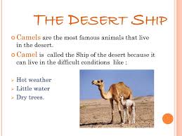 It's paleo and simple to make. Ppt Desert Animals Powerpoint Presentation Free Download Id 2761138