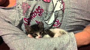40 Saniyede Kedi Nasil Uyutulur Youtube