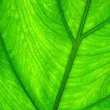 Al gore calls global warming an inconvenient truth:confused:, as if merely recognizing it could put us on a path to a solution. Ecozine Spring 2015 Issue By Ecozine Issuu