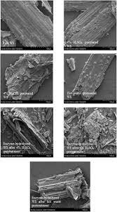 Maybe you would like to learn more about one of these? Pretreatment Of Wheat Straw Leads To Structural Changes And Improved Enzymatic Hydrolysis Scientific Reports