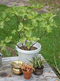 Be sure to consider this when planting near structures or other trees. How To Grow Fig Trees In Containers Dengarden
