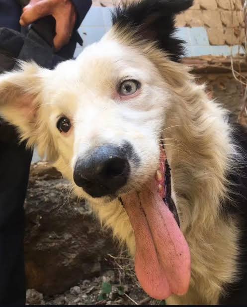 Tsunami the Rescue Dog: From Abuse to Heroism | TikTok